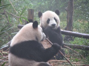 Pandas-2007-Qigong-study-tour-simonblowqigong.com